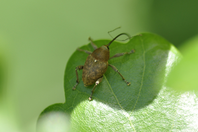 Curculio glandium?